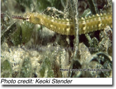 waikiki-aquarium-to-launch-syngnathid-exhibit-featuring-seahorses-seadragons-and-pipefishes-2.jpg