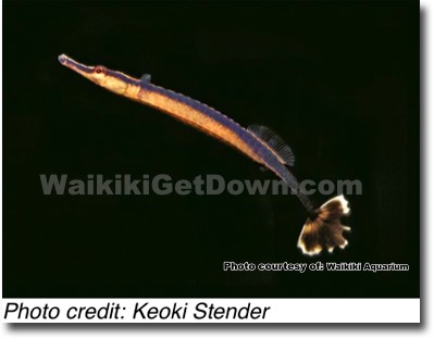 waikiki-aquarium-to-launch-syngnathid-exhibit-featuring-seahorses-seadragons-and-pipefishes-3.jpg